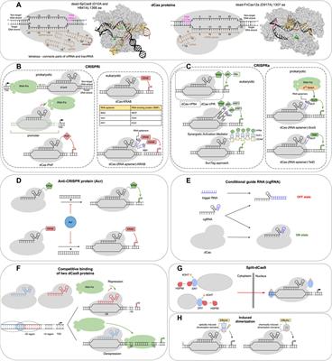 From DNA-protein interactions to the genetic circuit design using CRISPR-dCas systems